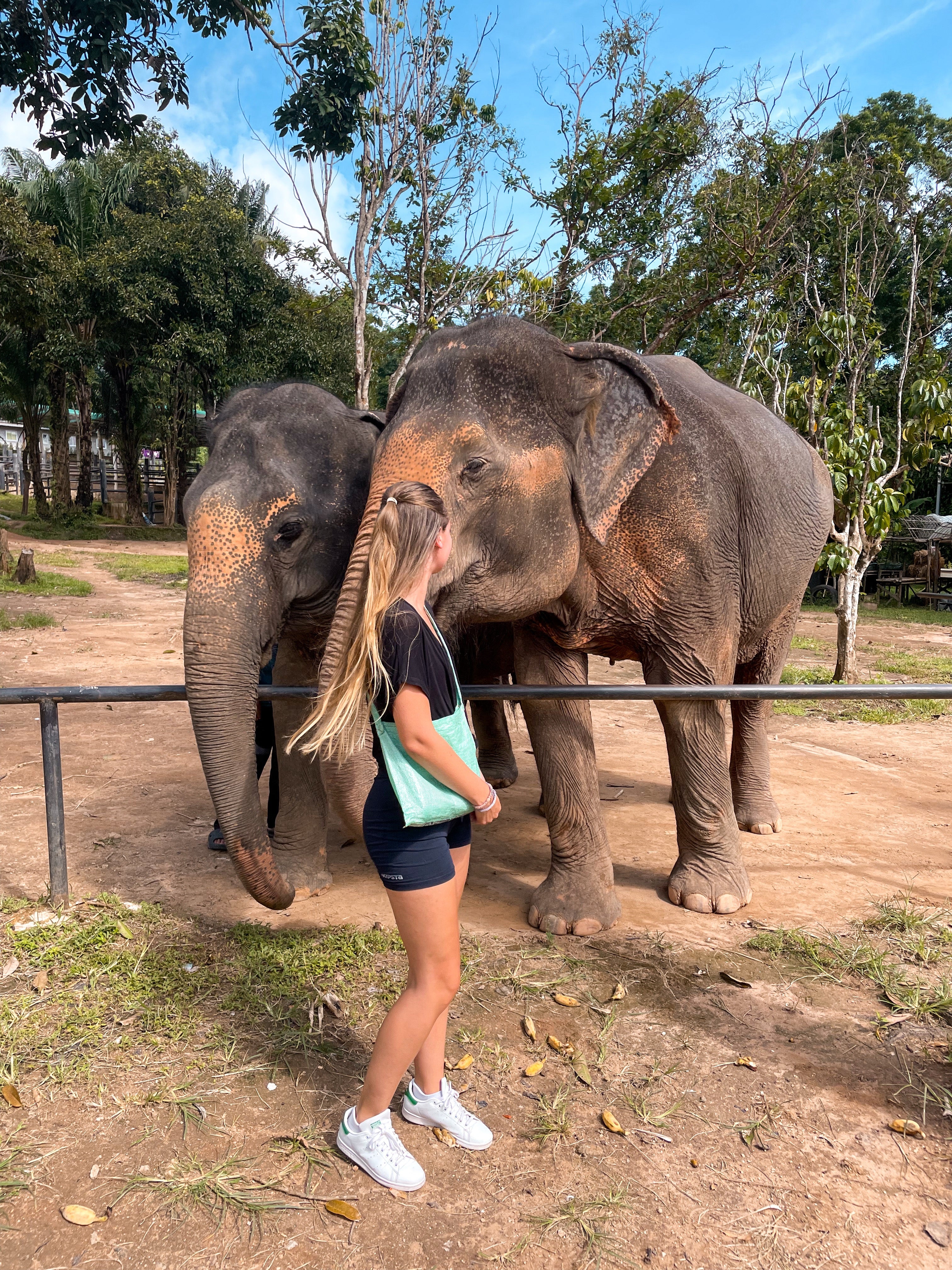 Éléphants en Thaïlande